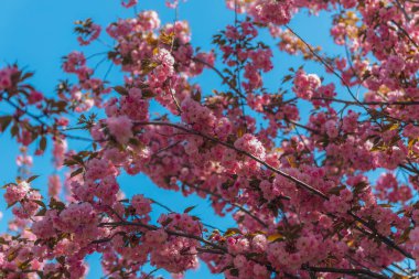 Narin pembe çiçekler baharda açan bir ağacın dallarını kaplar. Koyu pembe Kanzan kiraz çiçeklerinin ayrıntıları. Bahar doğası, çiçek, güzellik, makro. Bahar Parkı. Japon kiraz ağacı