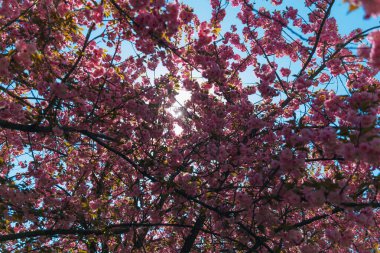 Narin pembe çiçekler baharda açan bir ağacın dallarını kaplar. Koyu pembe Kanzan kiraz çiçeklerinin ayrıntıları. Bahar doğası, çiçek, güzellik, makro. Bahar Parkı. Japon kiraz ağacı