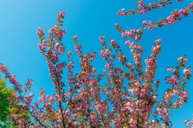Narin pembe çiçekler baharda açan bir ağacın dallarını kaplar. Koyu pembe Kanzan kiraz çiçeklerinin ayrıntıları. Bahar doğası, çiçek, güzellik, makro. Bahar Parkı. Japon kiraz ağacı