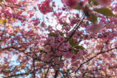 Narin pembe çiçekler baharda açan bir ağacın dallarını kaplar. Koyu pembe Kanzan kiraz çiçeklerinin ayrıntıları. Bahar doğası, çiçek, güzellik, makro. Bahar Parkı. Japon kiraz ağacı