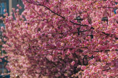 Narin pembe çiçekler baharda açan bir ağacın dallarını kaplar. Koyu pembe Kanzan kiraz çiçeklerinin ayrıntıları. Bahar doğası, çiçek, güzellik, makro. Bahar Parkı. Japon kiraz ağacı