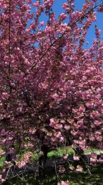 İnsanlar güneşli bir bahar gününde parkta pembe çiçeklerin altında yürürler. Pembe Kanzan kiraz çiçekleri. Bahar doğası çiçek açıyor. Doğada eğlence..