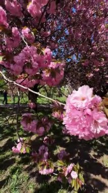 Narin pembe çiçekler baharda açan bir ağacın dallarını kaplar. Koyu pembe Kanzan kiraz çiçeklerinin ayrıntıları. Bahar doğası, çiçek, güzellik, makro. Bahar Parkı. Japon kiraz ağacı