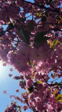 Narin pembe çiçekler baharda açan bir ağacın dallarını kaplar. Koyu pembe Kanzan kiraz çiçeklerinin ayrıntıları. Bahar doğası, çiçek, güzellik, makro. Bahar Parkı. Japon kiraz ağacı