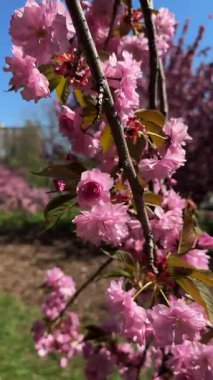Narin pembe çiçekler baharda açan bir ağacın dallarını kaplar. Koyu pembe Kanzan kiraz çiçeklerinin ayrıntıları. Bahar doğası, çiçek, güzellik, makro. Bahar Parkı. Japon kiraz ağacı