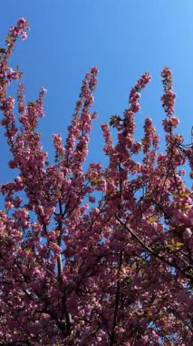 Narin pembe çiçekler baharda açan bir ağacın dallarını kaplar. Koyu pembe Kanzan kiraz çiçeklerinin ayrıntıları. Bahar doğası, çiçek, güzellik, makro. Bahar Parkı. Japon kiraz ağacı