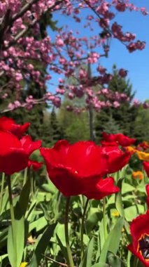 Narin pembe çiçekler baharda açan bir ağacın dallarını kaplar. Koyu pembe Kanzan kiraz çiçeklerinin ayrıntıları. Bahar doğası, çiçek, güzellik, makro. Bahar Parkı. Japon kiraz ağacı