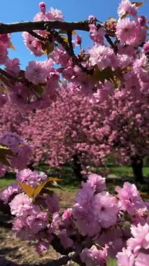 Narin pembe çiçekler baharda açan bir ağacın dallarını kaplar. Koyu pembe Kanzan kiraz çiçeklerinin ayrıntıları. Bahar doğası, çiçek, güzellik, makro. Bahar Parkı. Japon kiraz ağacı
