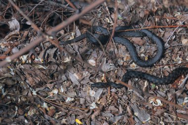Doğal ortamlarında birkaç siyah çim yılanı. Vahşi yaşam, sürüngenler, hayvanlar, doğal yaşam alanları. Bir grup siyah yılan, muhtemelen siyah morflar. Vahşi yaşam. Fotoğraf arkaplanı. Doğa ve kirlilik