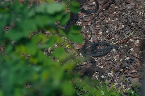 Doğal ortamlarında birkaç siyah çim yılanı. Vahşi yaşam, sürüngenler, hayvanlar, doğal yaşam alanları. Bir grup siyah yılan, muhtemelen siyah morflar. Vahşi yaşam. Fotoğraf arkaplanı. Doğa ve kirlilik