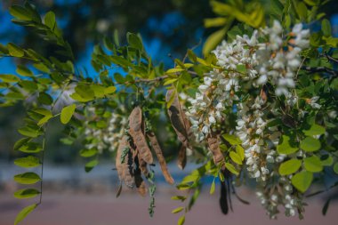 Berrak mavi bir gökyüzünün altında açmakta olan beyaz akasya çiçeklerinin gür fırçaları. Baharda Robinia Pseudoacia 'nın çiçek açması. Bahar tazeliği. Fotoğraf arkaplanı.