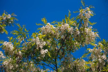 Berrak mavi bir gökyüzünün altında açmakta olan beyaz akasya çiçeklerinin gür fırçaları. Baharda Robinia Pseudoacia 'nın çiçek açması. Bahar tazeliği. Fotoğraf arkaplanı.