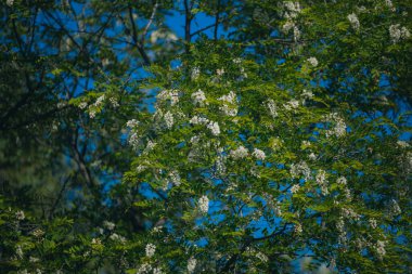 Berrak mavi bir gökyüzünün altında açmakta olan beyaz akasya çiçeklerinin gür fırçaları. Baharda Robinia Pseudoacia 'nın çiçek açması. Bahar tazeliği. Fotoğraf arkaplanı.