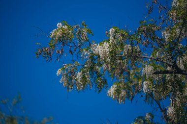 Berrak mavi bir gökyüzünün altında açmakta olan beyaz akasya çiçeklerinin gür fırçaları. Baharda Robinia Pseudoacia 'nın çiçek açması. Bahar tazeliği. Fotoğraf arkaplanı.