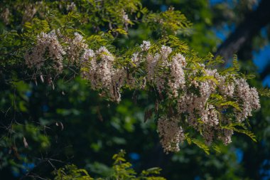 Berrak mavi bir gökyüzünün altında açmakta olan beyaz akasya çiçeklerinin gür fırçaları. Baharda Robinia Pseudoacia 'nın çiçek açması. Bahar tazeliği. Fotoğraf arkaplanı.