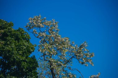 Berrak mavi bir gökyüzünün altında açmakta olan beyaz akasya çiçeklerinin gür fırçaları. Baharda Robinia Pseudoacia 'nın çiçek açması. Bahar tazeliği. Fotoğraf arkaplanı.