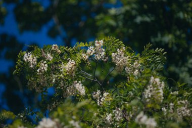 Berrak mavi bir gökyüzünün altında açmakta olan beyaz akasya çiçeklerinin gür fırçaları. Baharda Robinia Pseudoacia 'nın çiçek açması. Bahar tazeliği. Fotoğraf arkaplanı.