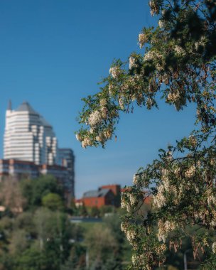 Berrak mavi bir gökyüzünün altında açmakta olan beyaz akasya çiçeklerinin gür fırçaları. Baharda Robinia Pseudoacia 'nın çiçek açması. Bahar tazeliği. Fotoğraf arkaplanı.