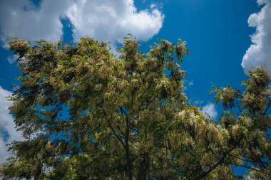 Berrak mavi bir gökyüzünün altında açmakta olan beyaz akasya çiçeklerinin gür fırçaları. Baharda Robinia Pseudoacia 'nın çiçek açması. Bahar tazeliği. Fotoğraf arkaplanı.