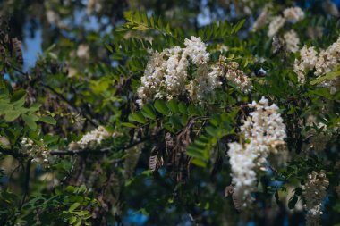 Berrak mavi bir gökyüzünün altında açmakta olan beyaz akasya çiçeklerinin gür fırçaları. Baharda Robinia Pseudoacia 'nın çiçek açması. Bahar tazeliği. Fotoğraf arkaplanı.
