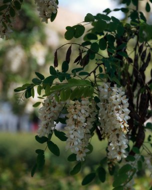 Berrak mavi bir gökyüzünün altında açmakta olan beyaz akasya çiçeklerinin gür fırçaları. Baharda Robinia Pseudoacia 'nın çiçek açması. Bahar tazeliği. Fotoğraf arkaplanı.