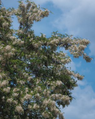 Berrak mavi bir gökyüzünün altında açmakta olan beyaz akasya çiçeklerinin gür fırçaları. Baharda Robinia Pseudoacia 'nın çiçek açması. Bahar tazeliği. Fotoğraf arkaplanı.