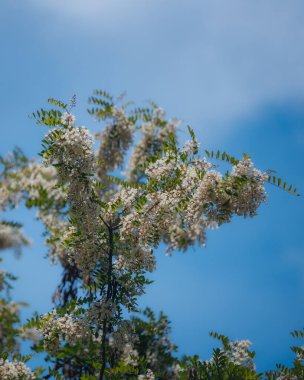 Berrak mavi bir gökyüzünün altında açmakta olan beyaz akasya çiçeklerinin gür fırçaları. Baharda Robinia Pseudoacia 'nın çiçek açması. Bahar tazeliği. Fotoğraf arkaplanı.