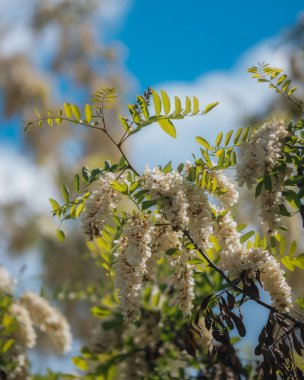 Berrak mavi bir gökyüzünün altında açmakta olan beyaz akasya çiçeklerinin gür fırçaları. Baharda Robinia Pseudoacia 'nın çiçek açması. Bahar tazeliği. Fotoğraf arkaplanı.