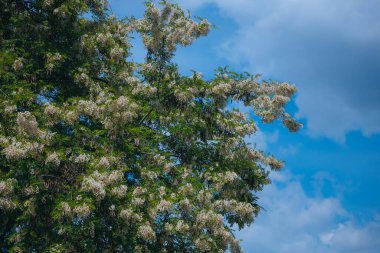 Berrak mavi bir gökyüzünün altında açmakta olan beyaz akasya çiçeklerinin gür fırçaları. Baharda Robinia Pseudoacia 'nın çiçek açması. Bahar tazeliği. Fotoğraf arkaplanı.
