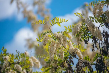 Berrak mavi bir gökyüzünün altında açmakta olan beyaz akasya çiçeklerinin gür fırçaları. Baharda Robinia Pseudoacia 'nın çiçek açması. Bahar tazeliği. Fotoğraf arkaplanı.