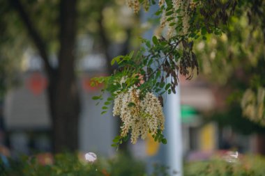 Berrak mavi bir gökyüzünün altında açmakta olan beyaz akasya çiçeklerinin gür fırçaları. Baharda Robinia Pseudoacia 'nın çiçek açması. Bahar tazeliği. Fotoğraf arkaplanı.