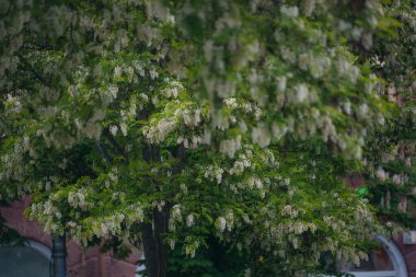 Berrak mavi bir gökyüzünün altında açmakta olan beyaz akasya çiçeklerinin gür fırçaları. Baharda Robinia Pseudoacia 'nın çiçek açması. Bahar tazeliği. Fotoğraf arkaplanı.