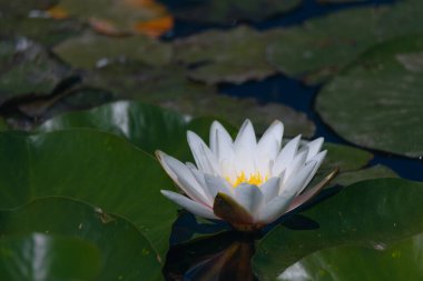 Güneşli bir günde sudaki çiçekli beyaz nilüferler ve yeşil yapraklar. Nilüfer gölette yüzüyor. Su bahçesinin doğal güzelliği. Resimli doğal arkaplan.