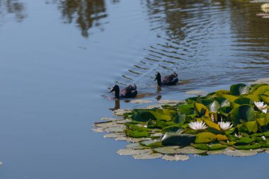 Güneşli bir günde sudaki çiçekli beyaz nilüferler ve yeşil yapraklar. Nilüfer gölette yüzüyor. Su bahçesinin doğal güzelliği. Resimli doğal arkaplan.