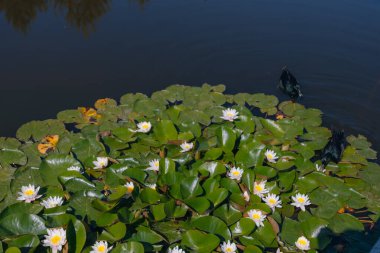 Güneşli bir günde sudaki çiçekli beyaz nilüferler ve yeşil yapraklar. Nilüfer gölette yüzüyor. Su bahçesinin doğal güzelliği. Resimli doğal arkaplan.