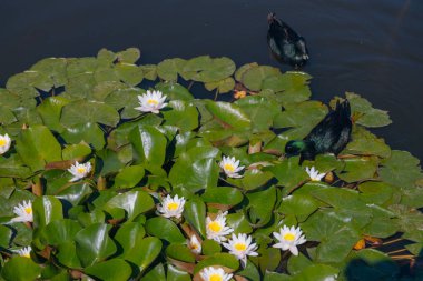 Güneşli bir günde sudaki çiçekli beyaz nilüferler ve yeşil yapraklar. Nilüfer gölette yüzüyor. Su bahçesinin doğal güzelliği. Resimli doğal arkaplan.