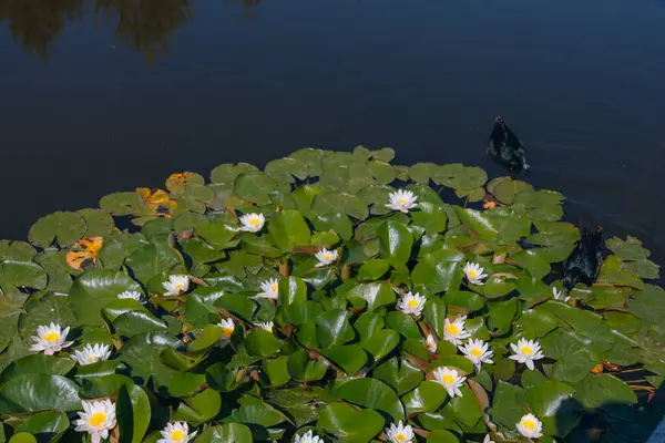 Güneşli bir günde sudaki çiçekli beyaz nilüferler ve yeşil yapraklar. Nilüfer gölette yüzüyor. Su bahçesinin doğal güzelliği. Resimli doğal arkaplan.