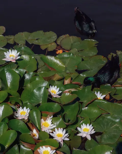 Güneşli bir günde sudaki çiçekli beyaz nilüferler ve yeşil yapraklar. Nilüfer gölette yüzüyor. Su bahçesinin doğal güzelliği. Resimli doğal arkaplan.
