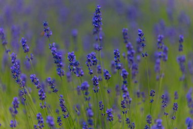 Açık havada çiçek açan lavanta tarlası. Çiçek arkaplan. Mor çiçekli manzara. Bir yaz gününde güzel kokulu bir manzara. Arıları ve böcekleri çeken bitki. Peyzaj çayırı.