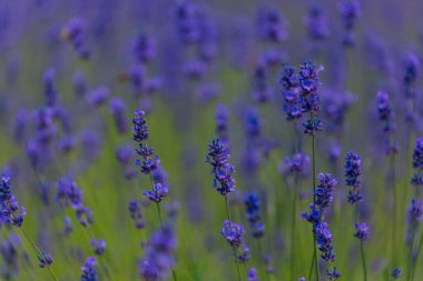 Açık havada çiçek açan lavanta tarlası. Çiçek arkaplan. Mor çiçekli manzara. Bir yaz gününde güzel kokulu bir manzara. Arıları ve böcekleri çeken bitki. Peyzaj çayırı.