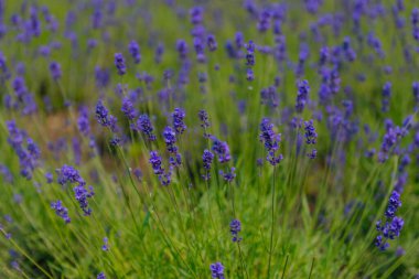 Açık havada çiçek açan lavanta tarlası. Çiçek arkaplan. Mor çiçekli manzara. Bir yaz gününde güzel kokulu bir manzara. Arıları ve böcekleri çeken bitki. Peyzaj çayırı.