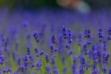 Açık havada çiçek açan lavanta tarlası. Çiçek arkaplan. Mor çiçekli manzara. Bir yaz gününde güzel kokulu bir manzara. Arıları ve böcekleri çeken bitki. Peyzaj çayırı.