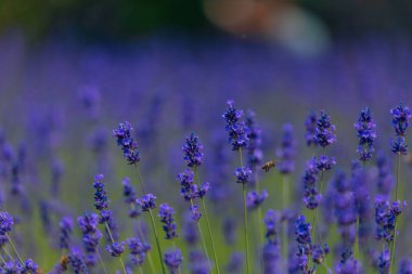 Açık havada çiçek açan lavanta tarlası. Çiçek arkaplan. Mor çiçekli manzara. Bir yaz gününde güzel kokulu bir manzara. Arıları ve böcekleri çeken bitki. Peyzaj çayırı.