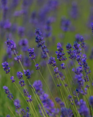 Açık havada çiçek açan lavanta tarlası. Çiçek arkaplan. Mor çiçekli manzara. Bir yaz gününde güzel kokulu bir manzara. Arıları ve böcekleri çeken bitki. Peyzaj çayırı.