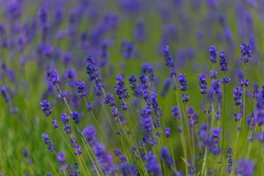 Açık havada çiçek açan lavanta tarlası. Çiçek arkaplan. Mor çiçekli manzara. Bir yaz gününde güzel kokulu bir manzara. Arıları ve böcekleri çeken bitki. Peyzaj çayırı.