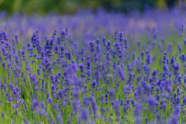 Açık havada çiçek açan lavanta tarlası. Çiçek arkaplan. Mor çiçekli manzara. Bir yaz gününde güzel kokulu bir manzara. Arıları ve böcekleri çeken bitki. Peyzaj çayırı.