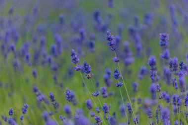 Açık havada çiçek açan lavanta tarlası. Çiçek arkaplan. Mor çiçekli manzara. Bir yaz gününde güzel kokulu bir manzara. Arıları ve böcekleri çeken bitki. Peyzaj çayırı.