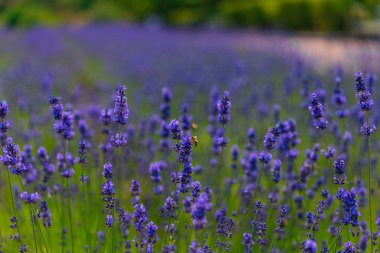 Açık havada çiçek açan lavanta tarlası. Çiçek arkaplan. Mor çiçekli manzara. Bir yaz gününde güzel kokulu bir manzara. Arıları ve böcekleri çeken bitki. Peyzaj çayırı.