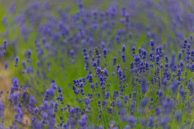 Açık havada çiçek açan lavanta tarlası. Çiçek arkaplan. Mor çiçekli manzara. Bir yaz gününde güzel kokulu bir manzara. Arıları ve böcekleri çeken bitki. Peyzaj çayırı.