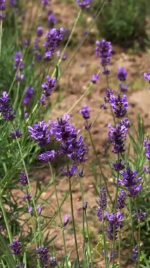 Açık havada çiçek açan lavanta tarlası. Çiçek arkaplan. Mor çiçekli manzara. Bir yaz gününde güzel kokulu bir manzara. Arıları ve böcekleri çeken bitki. Peyzaj çayırı.